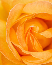 Close-up of orange rose
