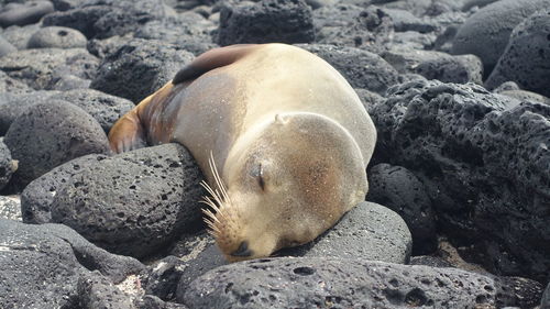 Close-up of sea lion sleeping on rock at beach