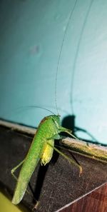 Close-up of insect on wall