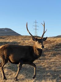 Deer standing in a field