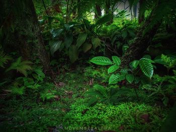 Plants growing on field