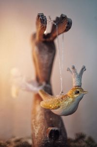 Close-up of a bird against wall