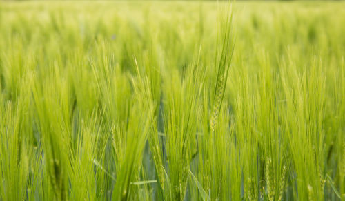 Full frame shot of wheat field