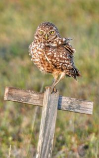 Portrait of burrowing owl perching on wood