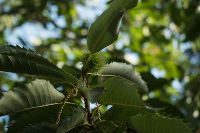 Low angle view of leaves on tree