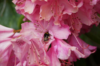 Close-up of pink flowers