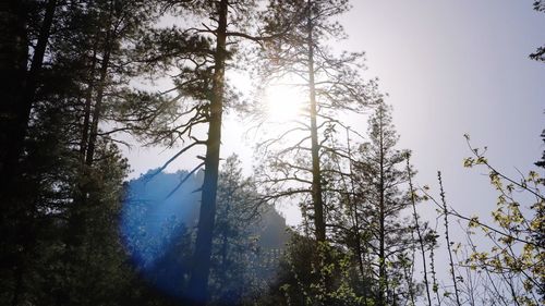 Low angle view of trees against sky