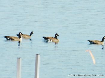 Ducks swimming on lake