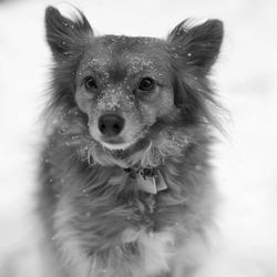 Close-up portrait of dog