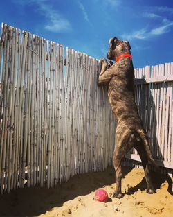 View of a dog on the beach