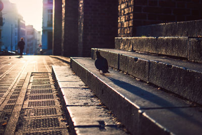 Pigeon walking on steps in city