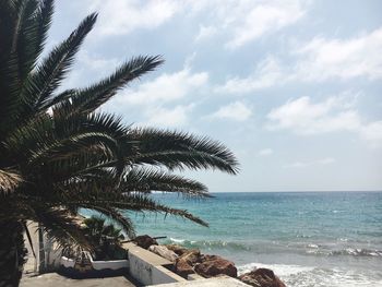 Palm tree by sea against sky