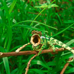 Close-up of a lizard on grass