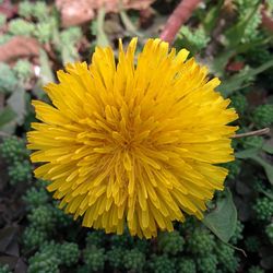 Close-up of yellow flower blooming outdoors