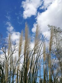 Low angle view of trees against sky