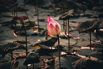 Close-up of pink lotus water lily