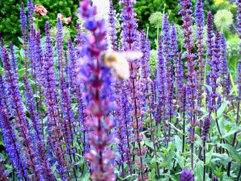 Close-up of purple flowers blooming in field