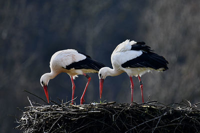 Close-up of bird perching on field