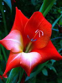 Close-up of red flowering plant