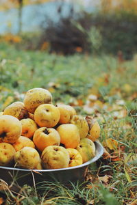 Fruits in basket on field