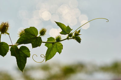 Close-up of plant growing on tree against sky