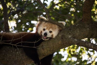 Portrait of red panda relaxing on tree