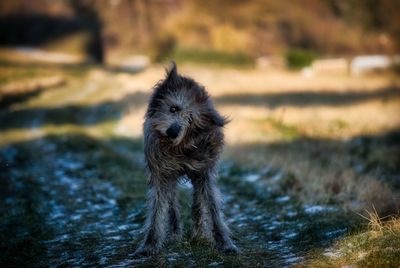 Dog in water