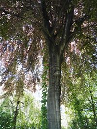 Low angle view of trees in forest