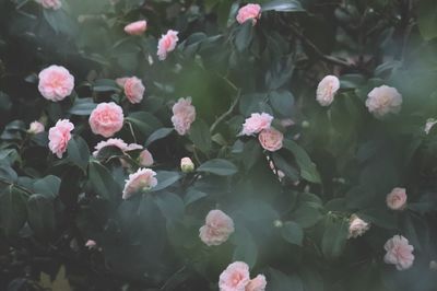 Close-up of pink flowering plants