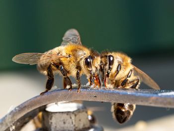 Close-up of bee drinking honey