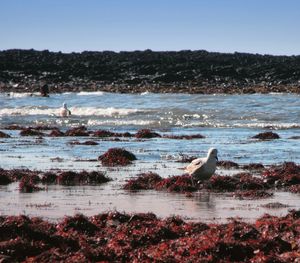 Scenic view of sea