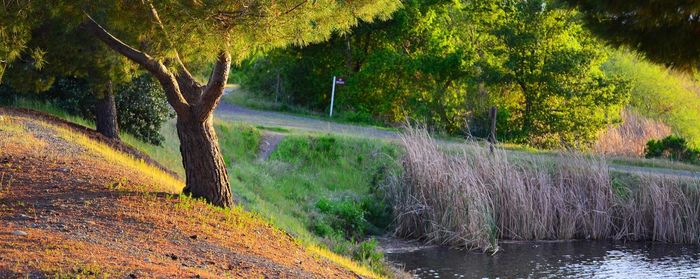 Scenic view of trees by river