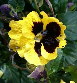 Close-up of bee on yellow flower