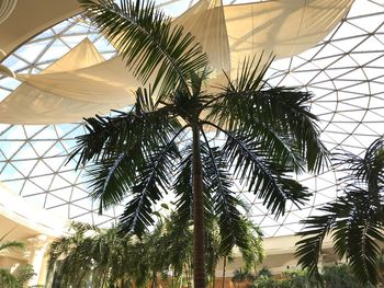 Low angle view of palm trees against sky