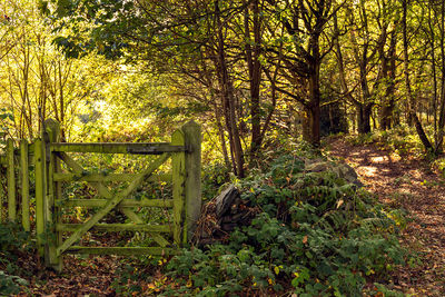 Plants and trees in forest