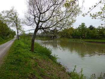 Scenic view of river by trees against clear sky