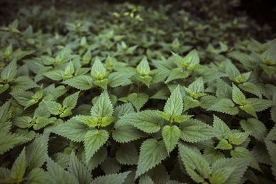 Full frame shot of leaves