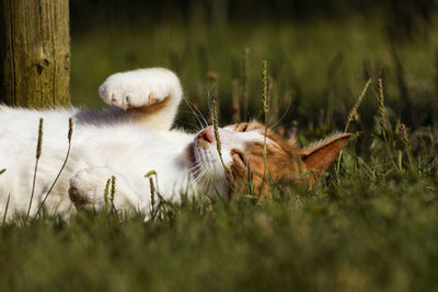 View of cat relaxing on field