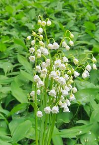 Close-up of plants