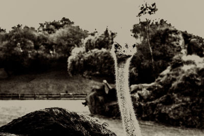 Close-up of giraffe against trees