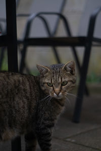 Close-up portrait of a cat