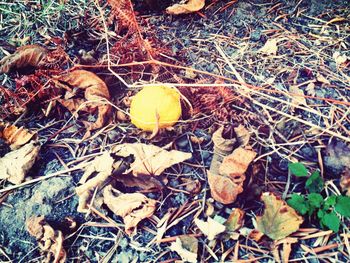 Fallen leaves on field