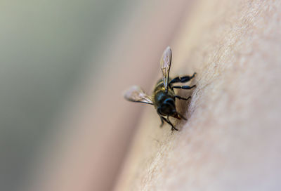 Close-up of housefly