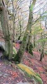 Trees in forest during autumn