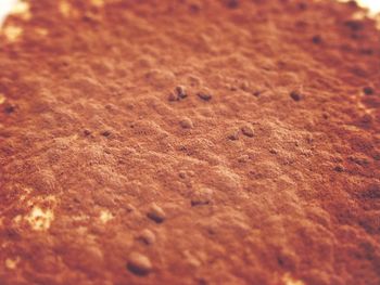Close-up of surface level of ground