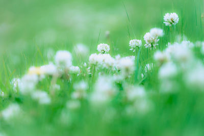 Close-up of white flowers blooming in field