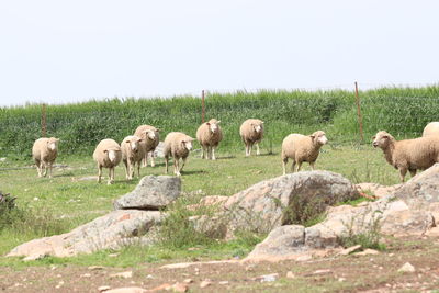 Flock of sheep on a field