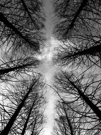 Low angle view of bare trees against sky