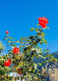 Low angle view of red flowering plants against blue sky