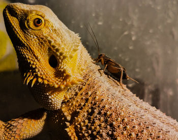 Close-up of lizard